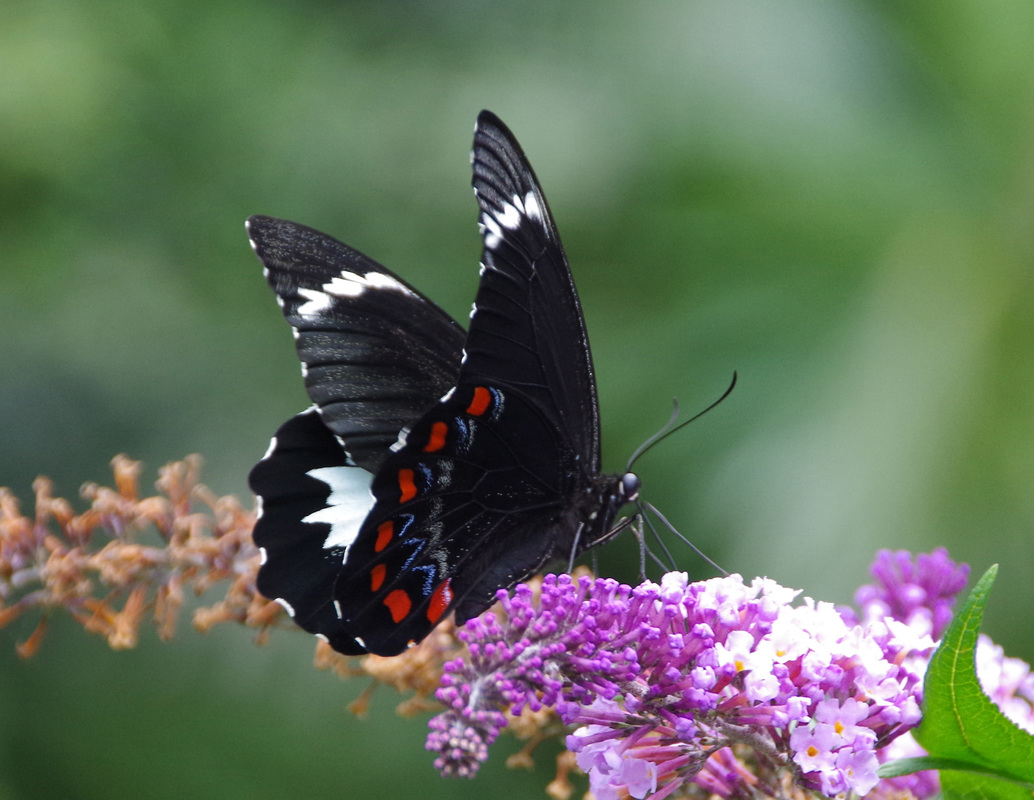 Orchard Swallowtail Papilio Aegeus