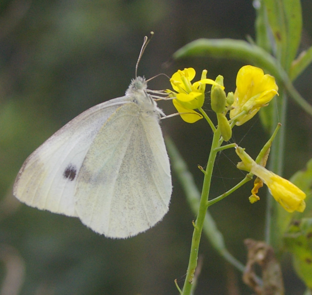 Cabbage White Butterfly, Pieris rapae