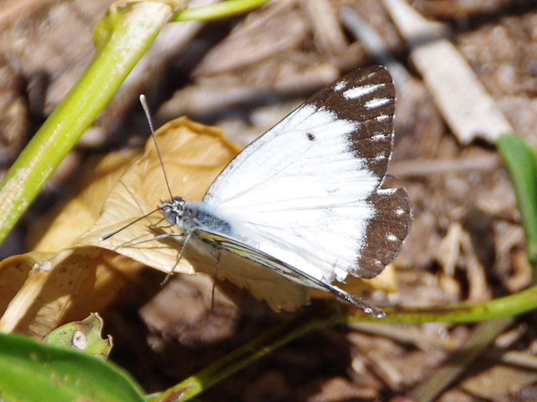 Caper White Butterfly - The Australian Museum