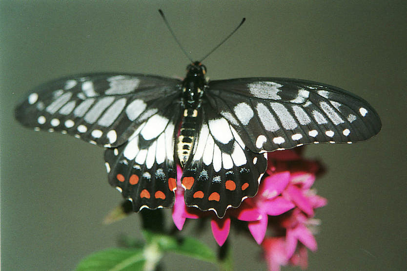 Sưu tập Bộ cánh vẩy 2 - Page 61 Papilio-anactus-dingy-swallowtail-4